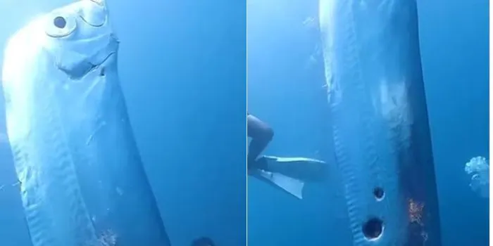 Geger Kemunculan 'Ikan Kiamat' Dikaitkan Jadi Pertanda Bencana Alam, Ternyata Begini Fakta Sebenarnya!