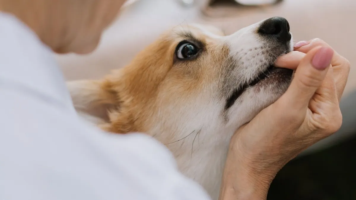Penyakit rabies merupakan penyakit menular akut yang menyerang susunan saraf pusat yang disebabkan oleh Lyssavirus.