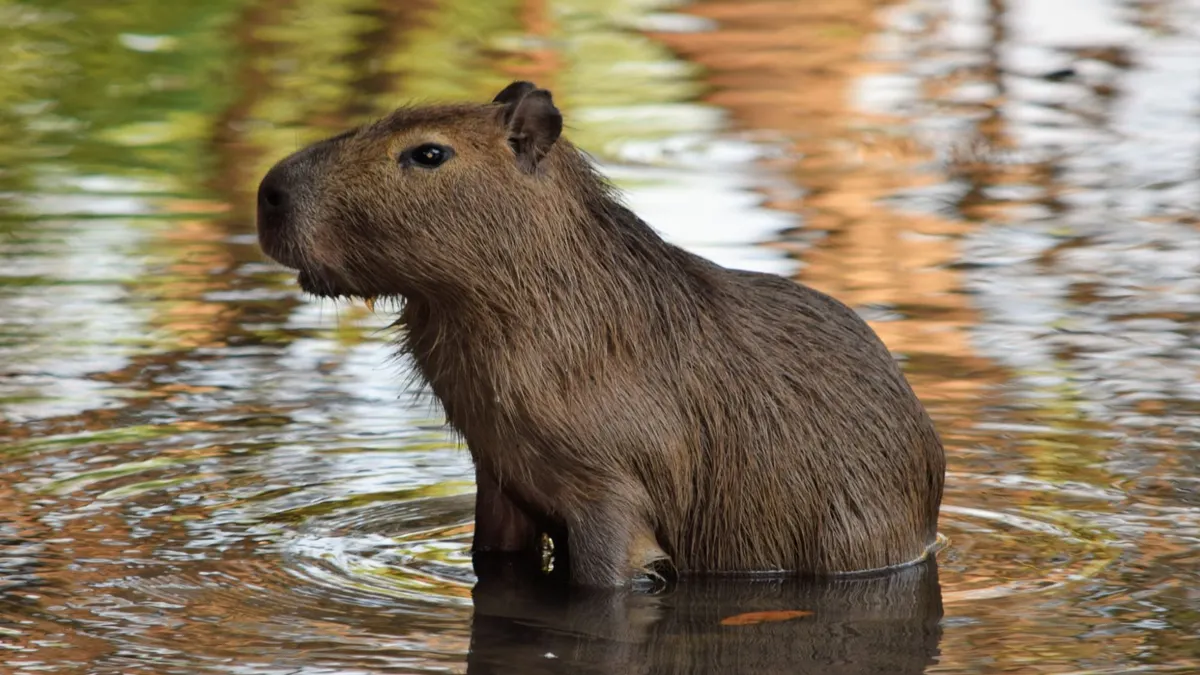 Potret hewan capybara.(Pexels.com @Magali Guimaraes)