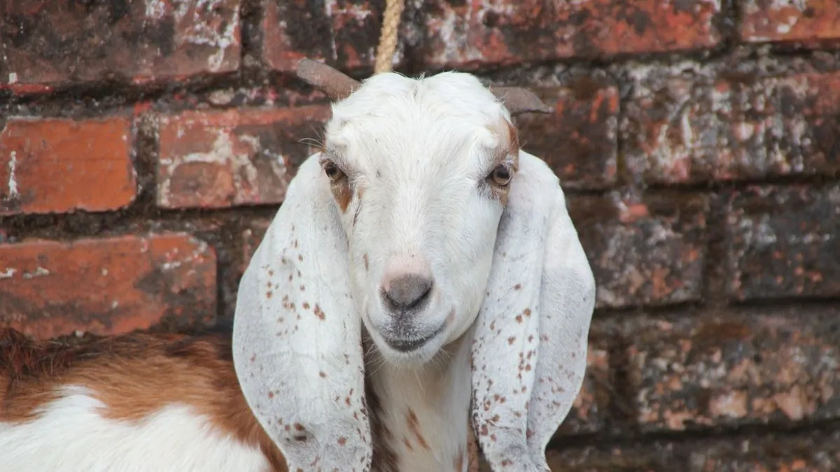 illustrasi. Hewan Qurban