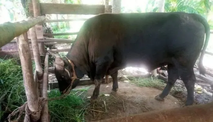 Penampakan Sapi Limosin Jokowi Rp80 Juta untuk Kurban Idul Adha 1444 H di Pulau Serasan Natuna