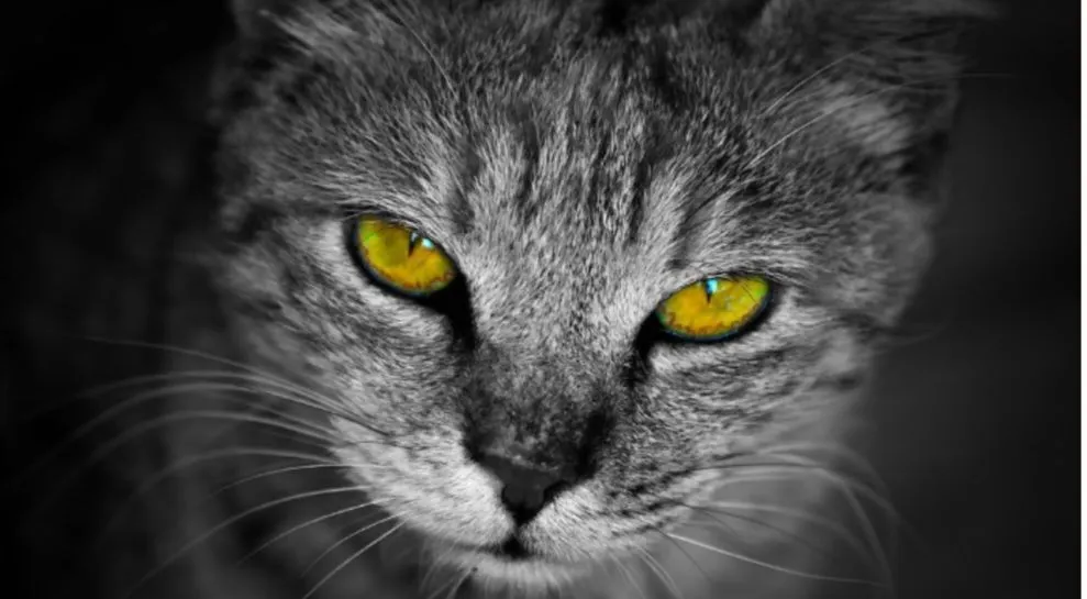 Kenapa Kucing Sering Menatap Kita?