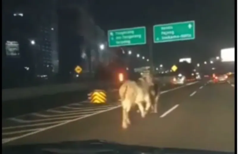 Tampak sejumlah sapi berlarian di gerbang tol.