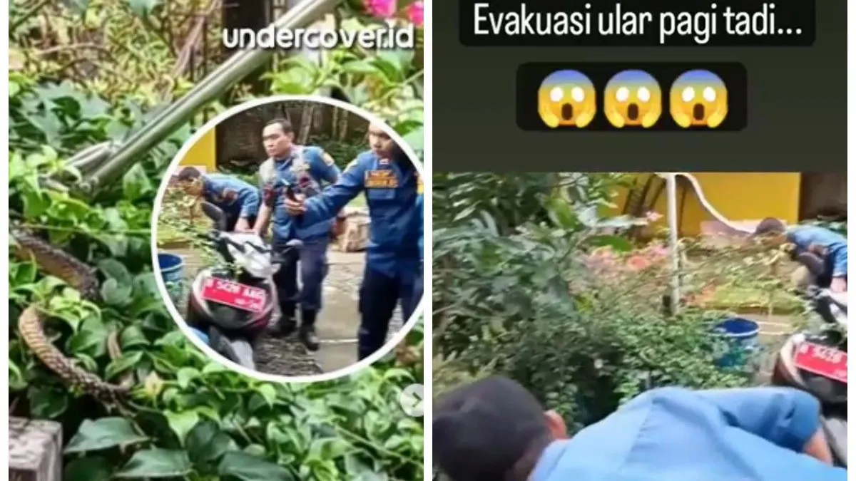 Terkejut! Petugas Damkar Semarang Evakuasi Ular Malah Temukan Ini, Suasana Tegang Jadi Cair Ngakak Sampai Pingsan!
