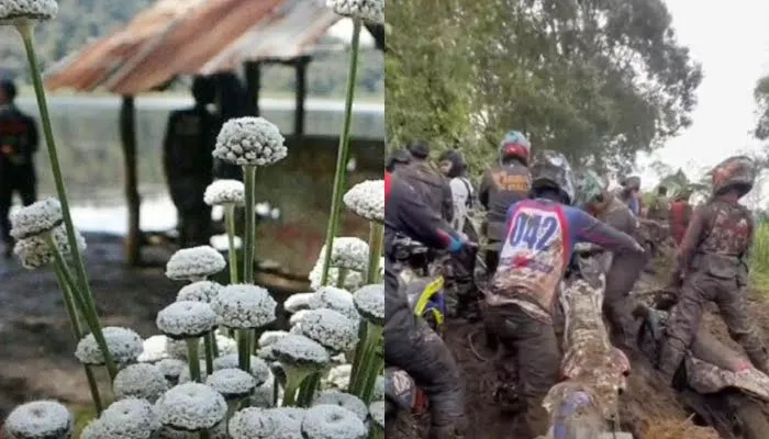 6 Fakta Unik Bunga Edelweis Rawa