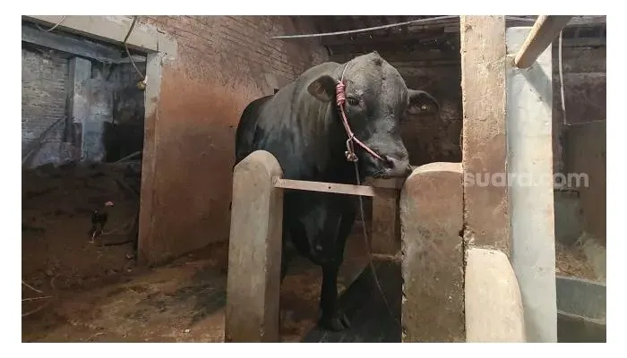 Sapi Black Bos, hewan kurban milik Jokowi