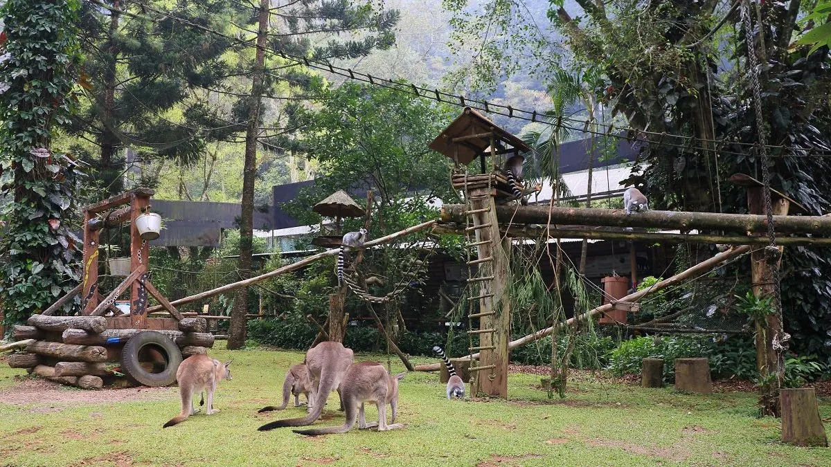 Konservasi Baby Zoo di Taman Safari Bogor