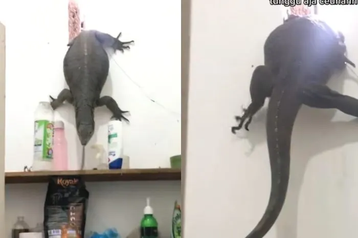 Biawak Besar Masuk Rumah Warga di Banjarmasin
