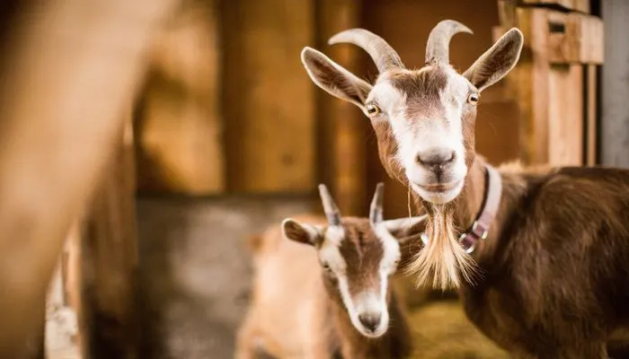 Illustrasi. Viral seorang bocah kelas 5 SD di Lumajang, Jawa Timur beli kambing kurban hasil dari sisihkan uang jajannya.