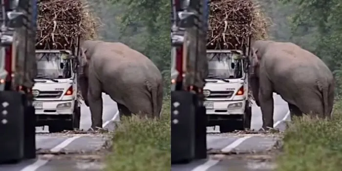 Terekam kamera gajah begal tanaman tebu di jalan