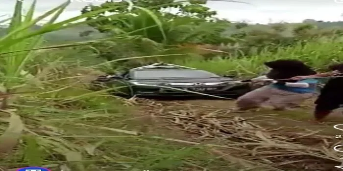 Sebuah mobil google map nyasar di area perkebunan di Malang, Jawa Timur