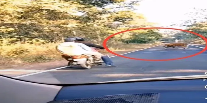 Harimau menghadang pengendara kendaraan di sebuah jalan yang sepi