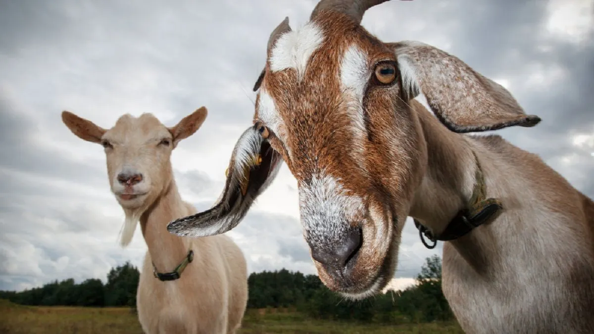 Ilustrasi kambing untuk kurban di Hari Raya Idul Adha 1443 H atau Lebaran Haji 2022. (Shutterstock)