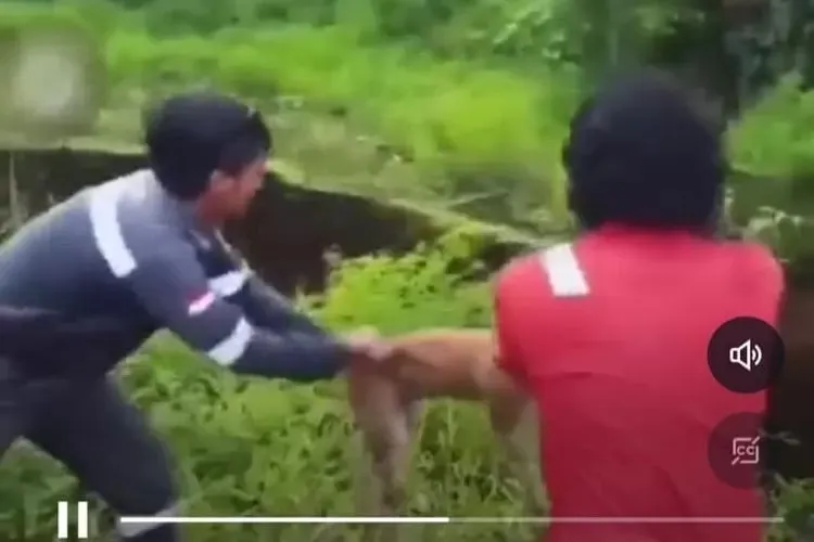 Anjing Dilempar hidup-hidup untuk umpan Buaya | Tangkapan Layar IG