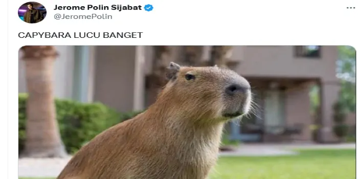 Cuitan Jeroma Polin tentang hewan Capybara