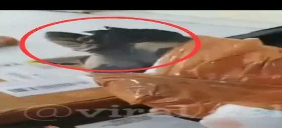 Seekor Kura-kura yang Bikin Bingung Kurir Paket karena Pengemasannya Sembarangan