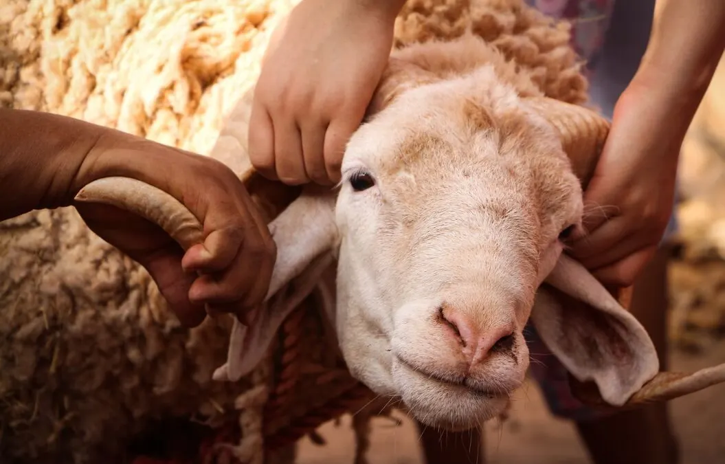 Ilustrasi Kambing Qurban Idul Adha 