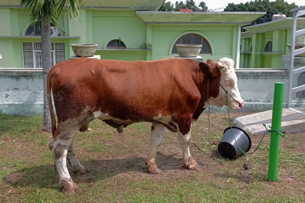 Ilustrasi sapi kurban