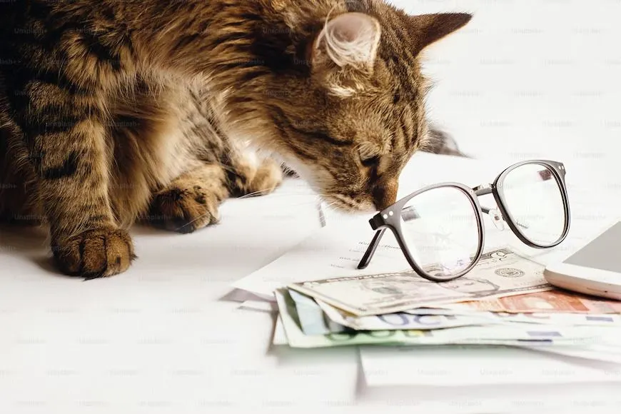 6 Perilaku Kucing yang Jadi Tanda Jika Pemiliknya Akan Mendapatkan Rejeki Nomplok, Apa Saja?&nbsp; (Unsplash)