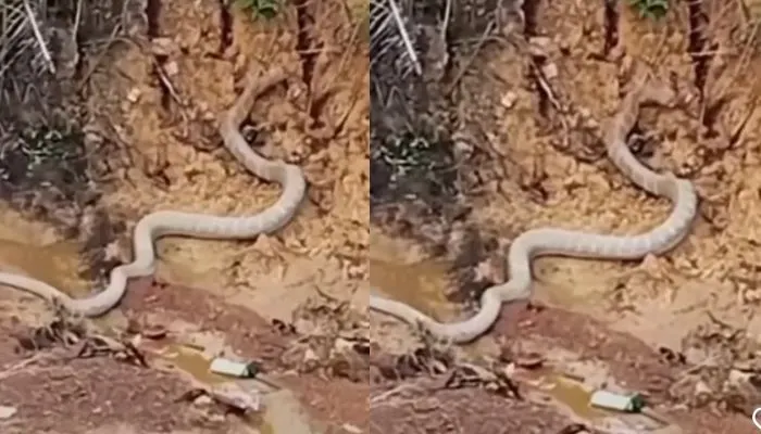 Penampakan Ular King Cobra Besar di Kalimantan