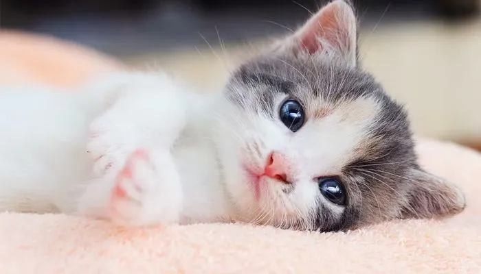 Sejarah atau Awal Mula Terbentuknya Hari Kucing Sedunia