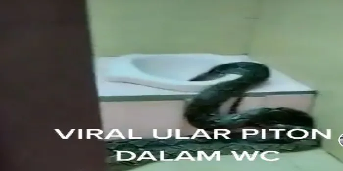 viral ular piton masuk WC / Tiktok @aksesislam