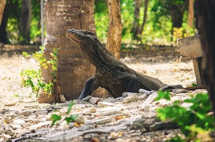 Mogok massal yang dilakukan warga Labuan Bajo, Manggarai Barat, NTT terkait tiket masuk ke Pulau Komodo.