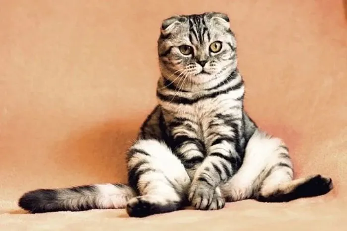 kucing