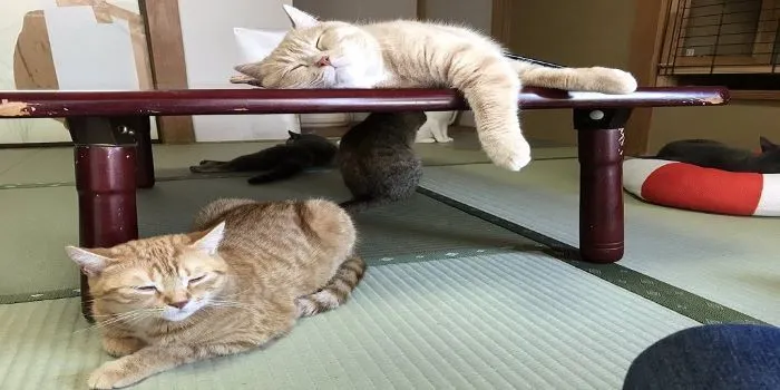 Kucing-kucing yang disediakan Ryokan di Wilayah Yugawara (@mycatyugawara)