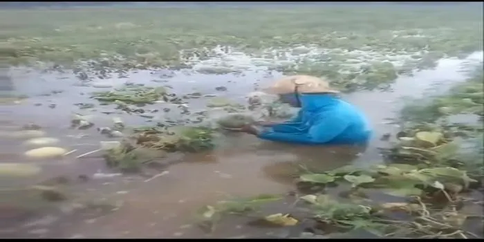 Viral petani melon menangis menyayat hati di tengah sawah, karena gagal panen buah melon / @manaberita