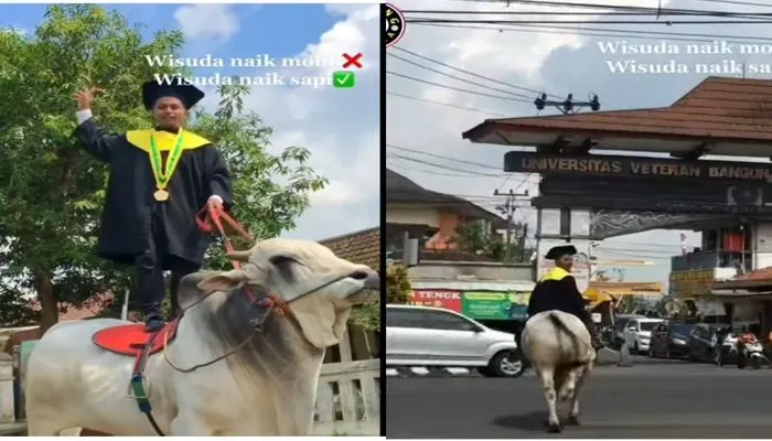 Viral seorang mahasiswa menunggangi sapi menuju kampusnya untuk prosesi wisuda