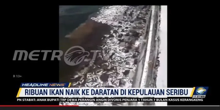 Heboh! Ribuan Ikan Terdampar ke Sejumlah Daratan di Kepulauan Seribu