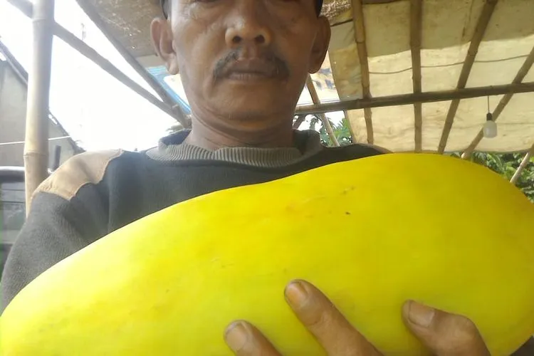 Pedro, salah satu penjual timun suri asal Kampung Hulurawa, Desa Bantarsari, Kecamatan Rancabungur, Kabupaten Bogor (Yogi Faisal/ AyoBogor)