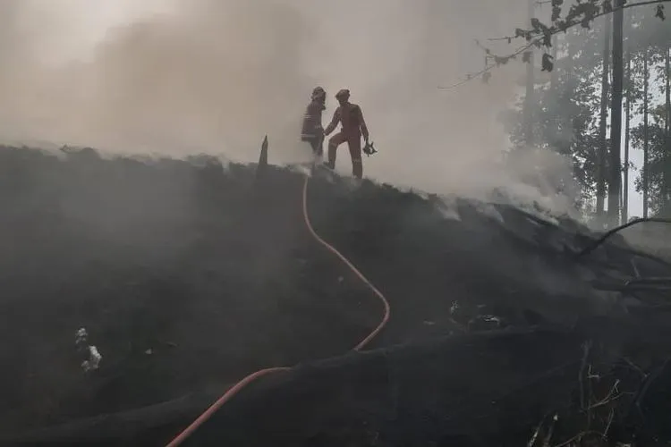 Imbas Kebakaran Tak Kunjung Padam, Pemukiman Warga di Bogor Menghitam