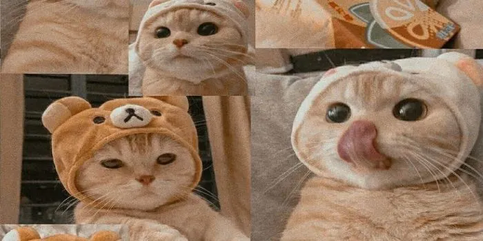 foto kucing lucu