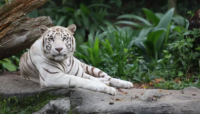 3 Weton Kesayangan Khodam Macan Putih
