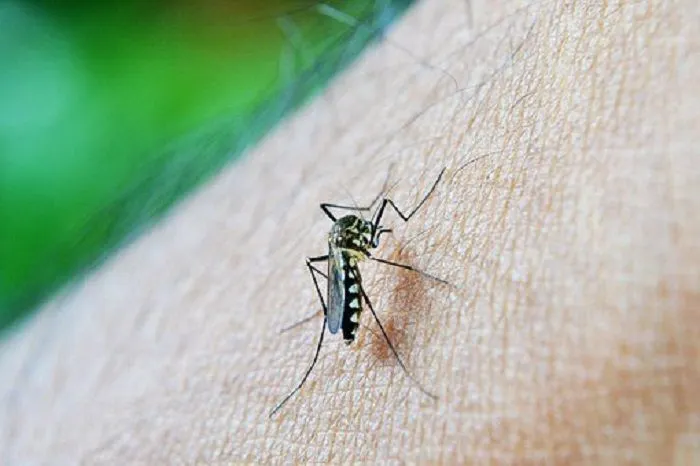 Musim penghujan yang saat ini melanda Ibu Kota, juga kerap memunculkan beragam penyakit salah satunya Demam Berdarah Dengue (DBD). Warga DKI Jakarta diminta untuk mewaspadai penyakit tersebut/ilustrasi