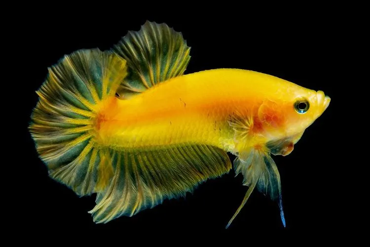 Ilustrasi ikan cupang / Pixabay