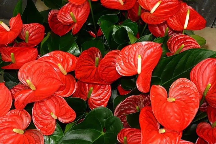 Tanaman Anthurium / Pixabay