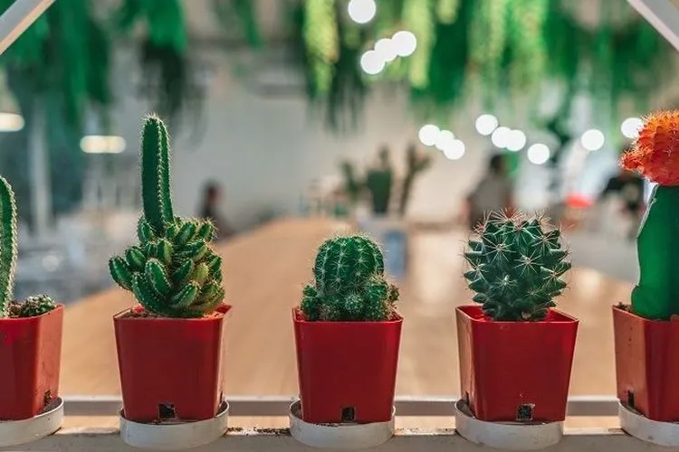 Tanaman hias kaktus. (Unsplash)