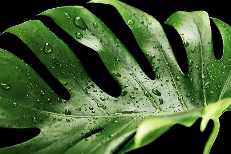 Monstera atau dikenal juga janda bolong / Pixabay