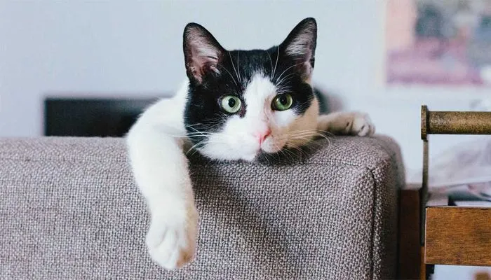 Ini 6 Bahasa Isyarat Kucing yang Harus Diketahui