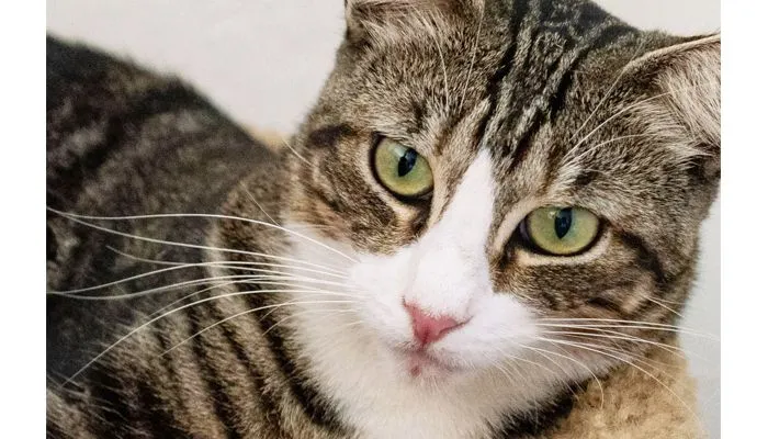3 Arti Tatapan Kucing Hewan Kesayangan Rasulullah yang Perlu Diketahui