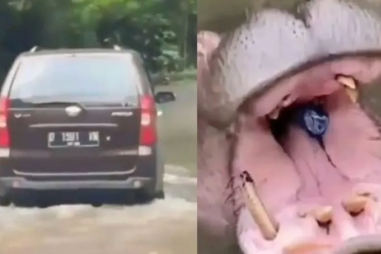 Foto kolase tangkapan layar mobil pengunjung yang memberi makan kuda nil koleksi Taman Safari berupa botol plastik yang viral di media sosial. Insiden ini terjadi pada, Minggu (7/3/2021). [Instagram]
