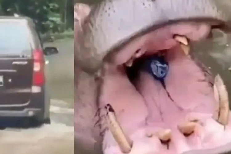 Viral Kuda Nil Taman Safari Dikasih Makan Botol Plastik, Begini Kondisinya (Instagram)