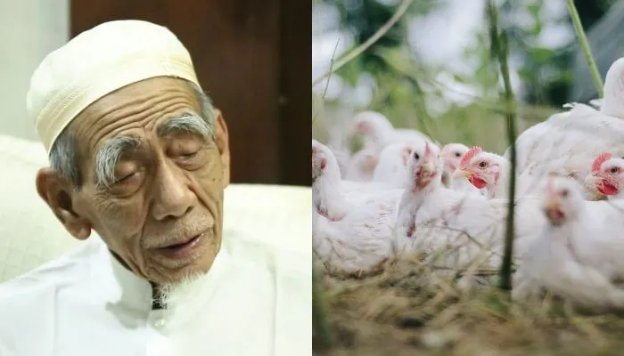 Mbah Moen - Ayam
