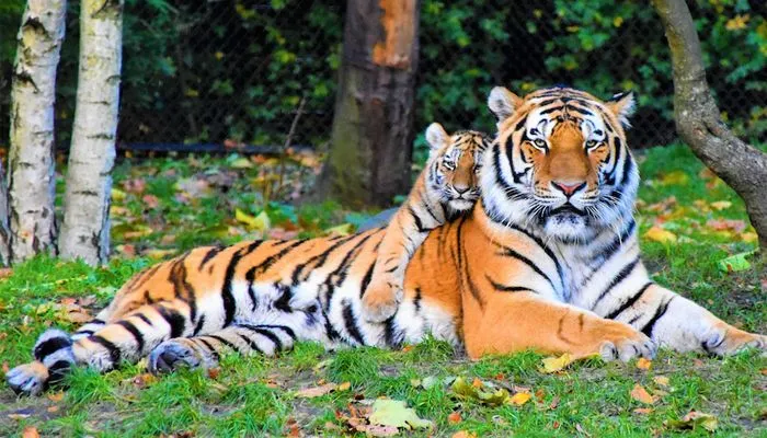 Nepal Berhasil Tingkatkan Populasi Harimau hingga Tiga Kali Lipat