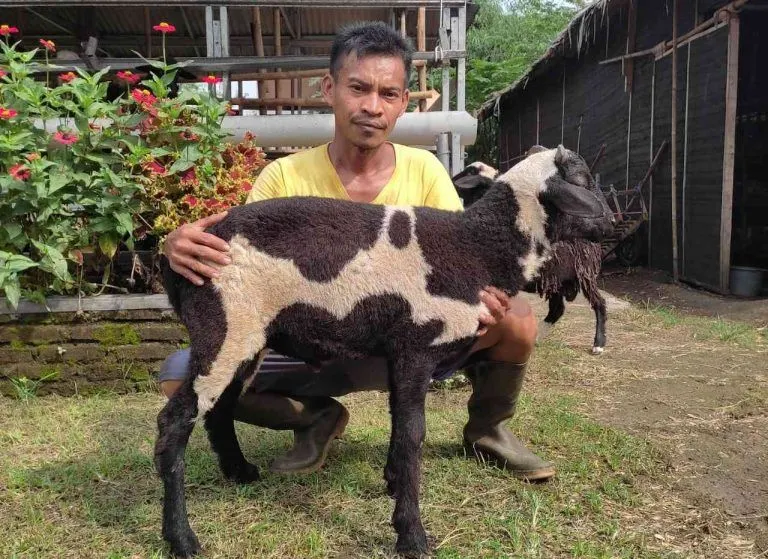 Hadist Tentang Kurban di Hari Raya Idul Fitri