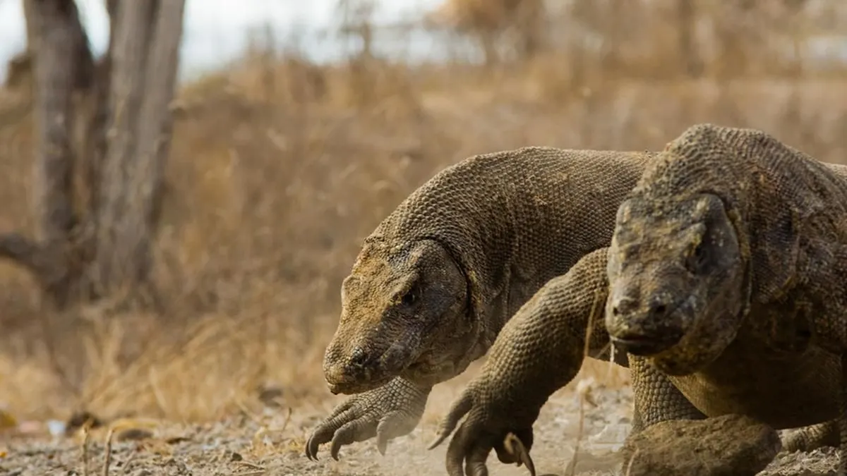 Pulau Komodo