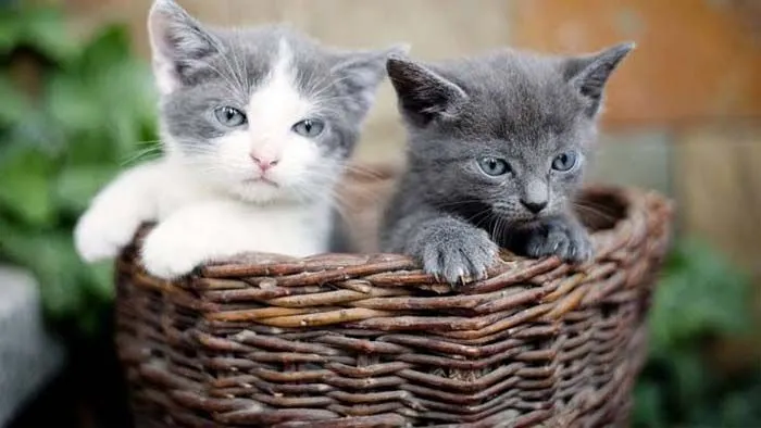 Ilustrasi anak kucing.